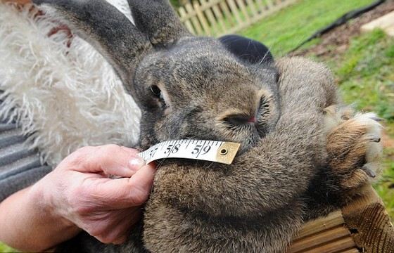 Предыдущий рекордсмен кролик Дарий вырос до 19 кг Предыдущий рекордсмен кролик Дарий вырос до 19 кг