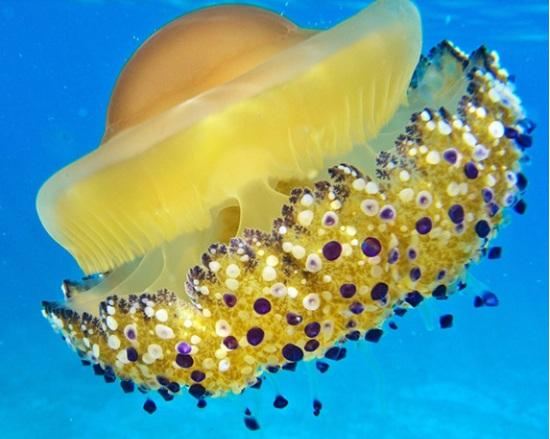 Ротовые щупальца Cotylorhiza tuberculata выглядят точно усыпанная сапфирами корона Ротовые щупальца Cotylorhiza tuberculata выглядят точно усыпанная сапфирами корона