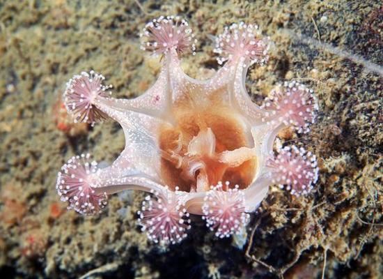 Сидячая медуза Lucernaria bathyphila (люцернария) напоминает фейерверк Сидячая медуза Lucernaria bathyphila (люцернария) напоминает фейерверк