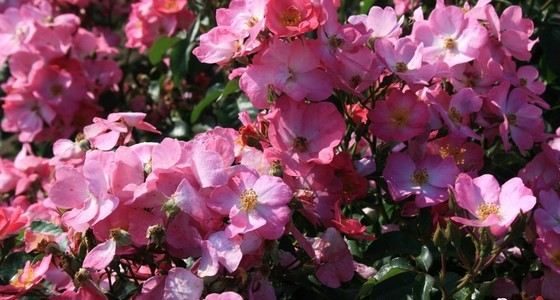 Розы, не похожие на розы Phlox Meidiland Розы, не похожие на розы Phlox Meidiland