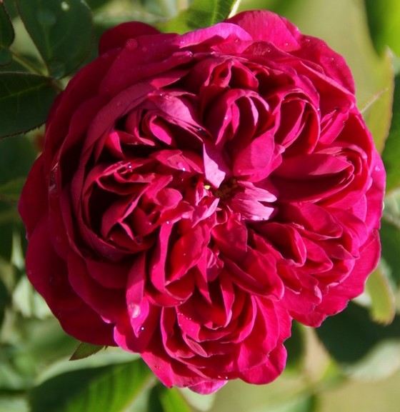 Rose de Resht старинный красивый сорт цветов Rose de Resht старинный красивый сорт цветов