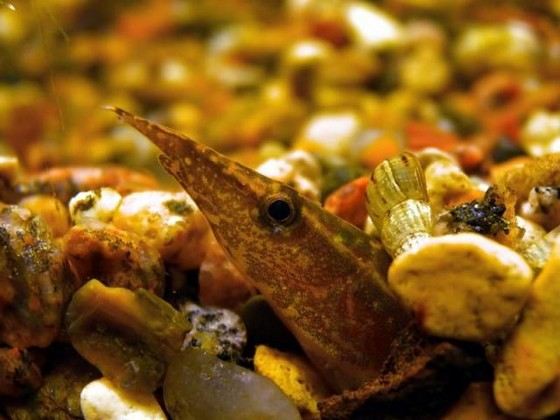 Макрогнатус - прыгучая рыба, которую можно держать только в закрытых аквариумах