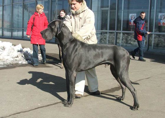 Одна из самых больших собак - немецкий дог Одна из самых больших собак - немецкий дог