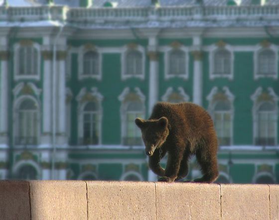 В северной стране России медведь больше, чем просто животное