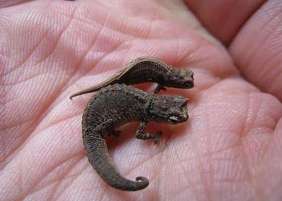 Brookesia minima - миниатюрные ящерицы