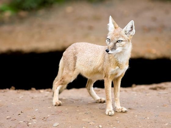 Самая маленькая лисица - корсак Самая маленькая лисица - корсак