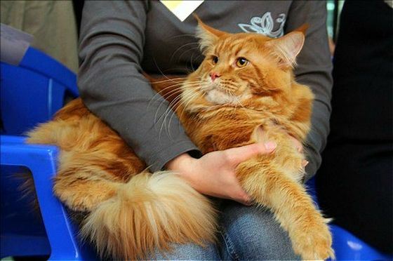 Мейн-куны - кошки с очень длинными усами Мейн-куны - кошки с очень длинными усами