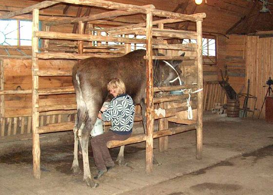 Самый дорогой сыр в мире делают из лосиного молока