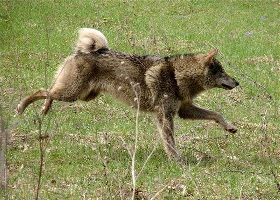 Волкособаки не всегда служат людям