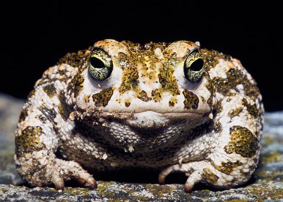 Ученые провели неожиданные исследования жизни жаб Ученые провели неожиданные исследования жизни жаб