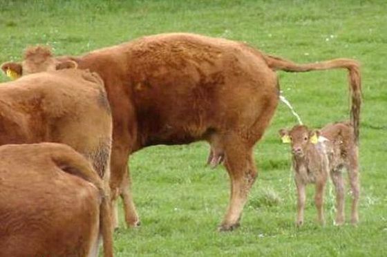 Уринотерапия популярный, но спорный метод лечения