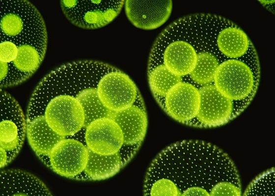 Фитопланктон размножается не только летом Фитопланктон размножается не только летом