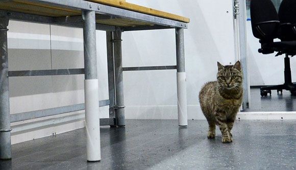 Кошку из аэропорта Владивостока приютил хоккейный клуб «Адмирал» Кошку из аэропорта Владивостока приютил хоккейный клуб «Адмирал»