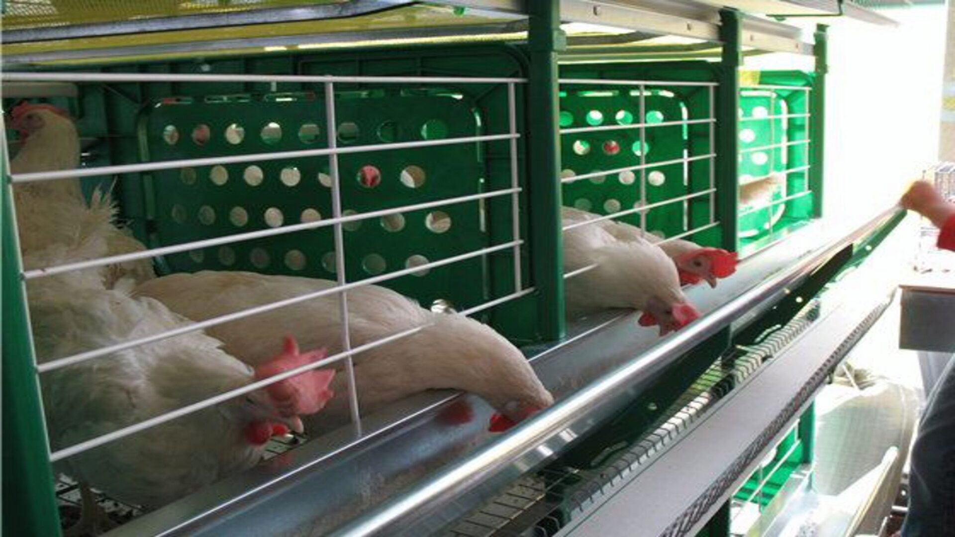 Разведение кур в домашних условиях Разведение кур в домашних условиях