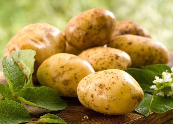 Картофель - гордость Беларуси Картофель - гордость Беларуси