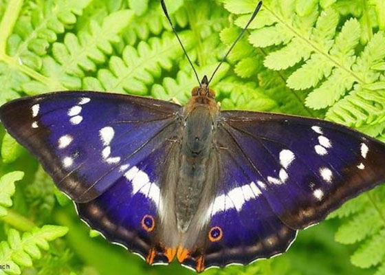 Самые красивые бабочки Самые красивые бабочки