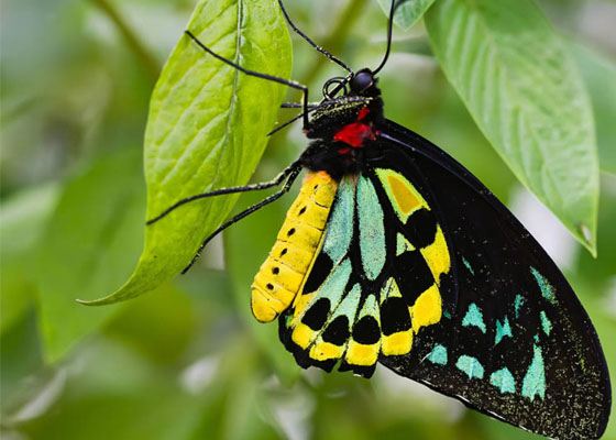 Самые красивые бабочки Самые красивые бабочки