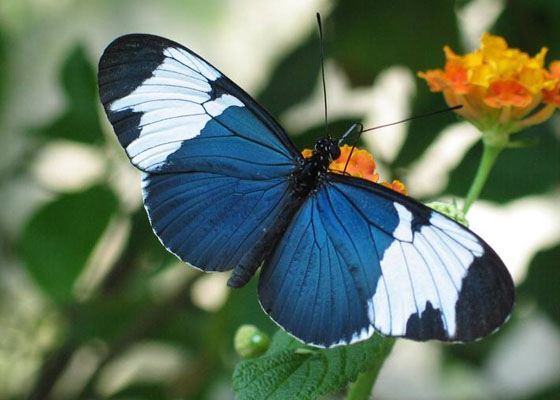 Самые красивые бабочки Самые красивые бабочки