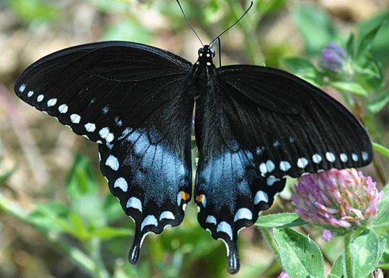 Самые красивые бабочки Самые красивые бабочки