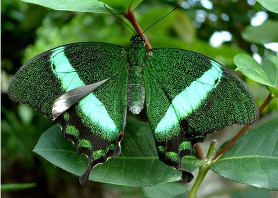 Самые красивые бабочки Самые красивые бабочки