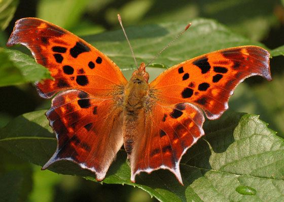 Самые красивые бабочки Самые красивые бабочки
