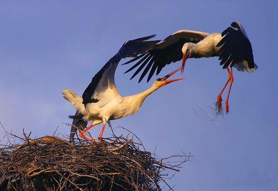 Аисты отличаются красным клювом и длинной шеей Аисты отличаются красным клювом и длинной шеей