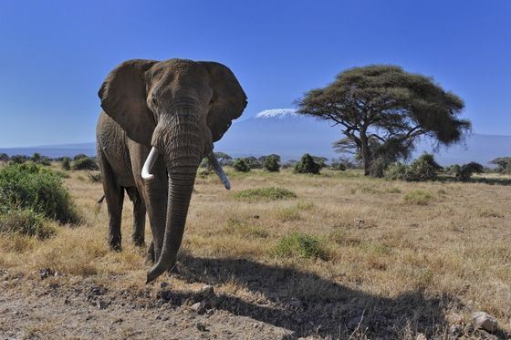 Slon africký - majitel největší uši na světě Slon africký - majitel největší uši na světě