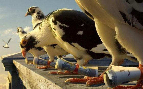 Почтовые голуби могут долго лететь с высокой скоростью Почтовые голуби могут долго лететь с высокой скоростью