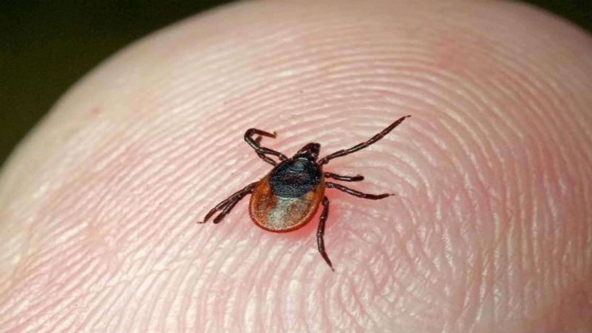 Клещ кусает не сразу. Он какое-то время выбирает место Клещ кусает не сразу. Он какое-то время выбирает место
