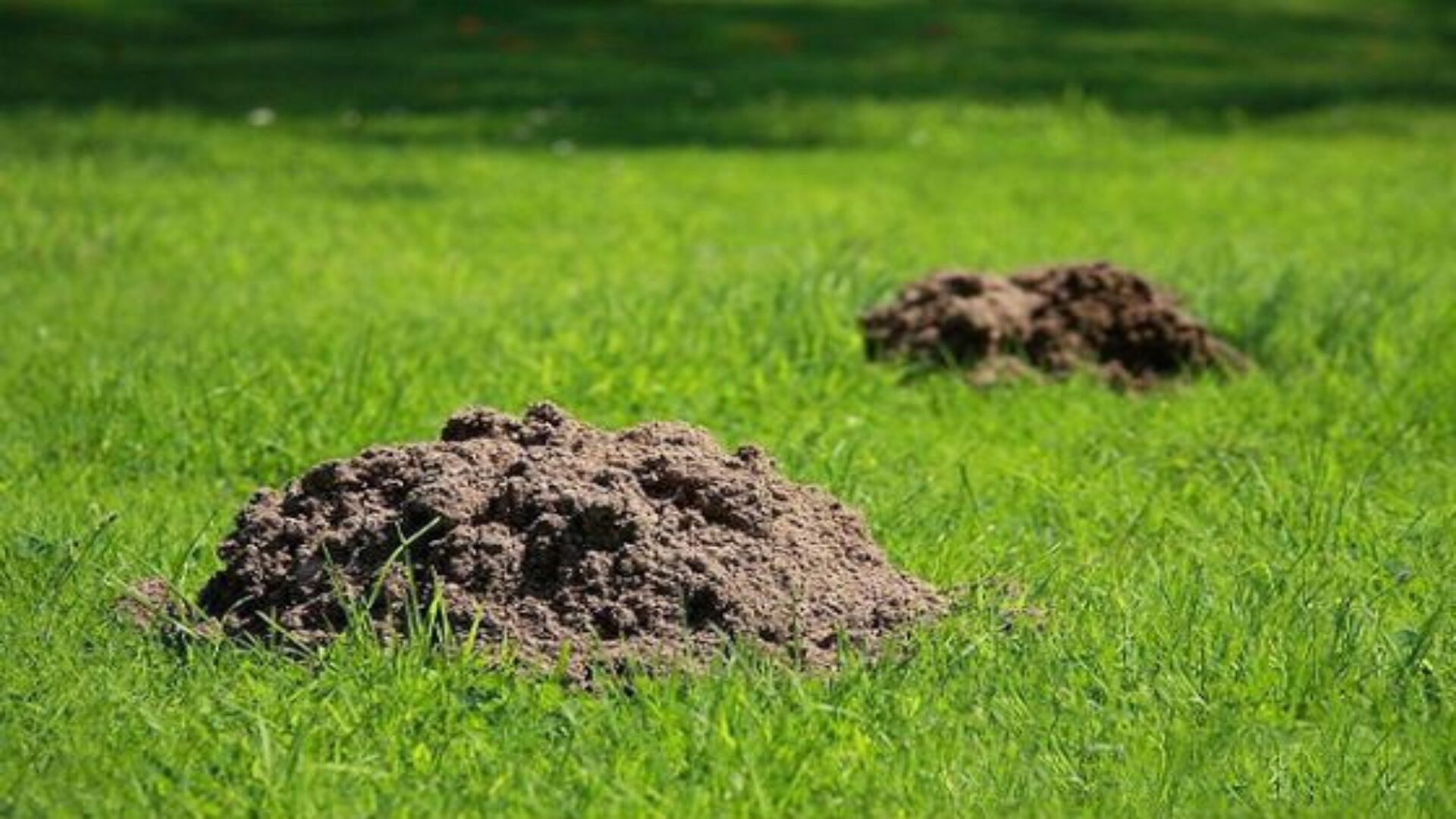 Холмики кротов способны испортить настроение дачнику Холмики кротов способны испортить настроение дачнику