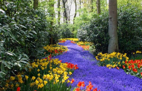 Красивых цветов великое множество