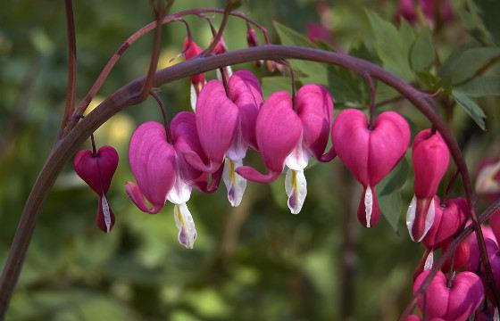 Цветы дицентры великолепной напоминают сердце