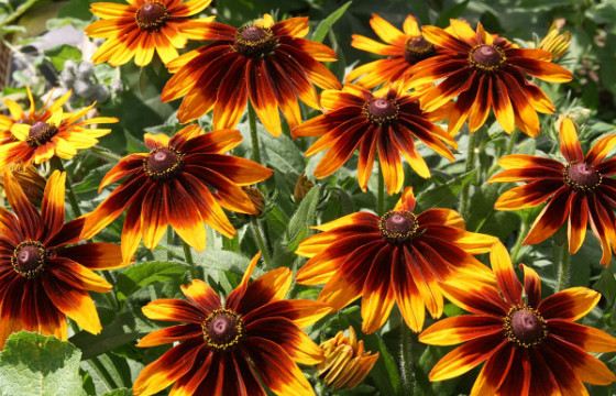Рудбекия - неприхотливое растение