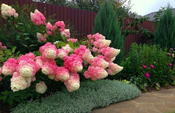 Метельчатая гортензия покоряет изысканностью и красотой