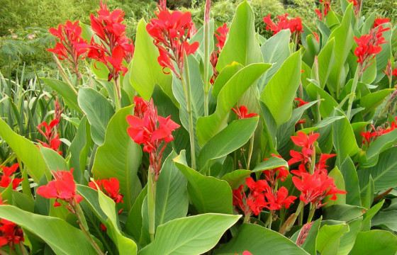 Клумба с каннами выглядит очень эффектно