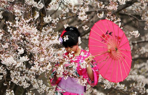 Цветы сакуры воспевают поэты