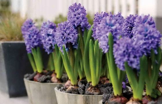 Гиацинты - прекрасные весенние цветы