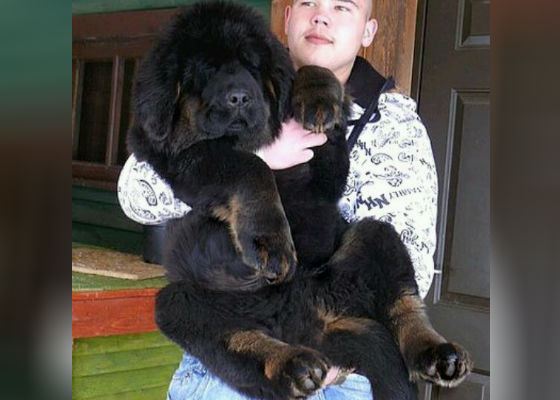 Щенок тибетского мастифа Щенок тибетского мастифа