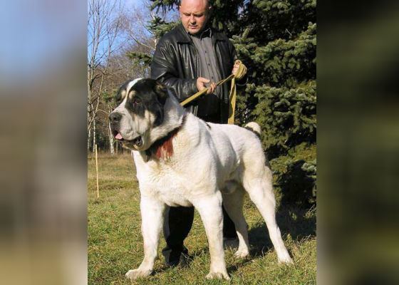 Самый большой пес России Бульдозер и его хозяин Самый большой пес России Бульдозер и его хозяин