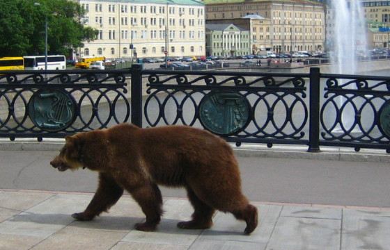 Медведи на улицах городов - не всегда выдумка Медведи на улицах городов - не всегда выдумка