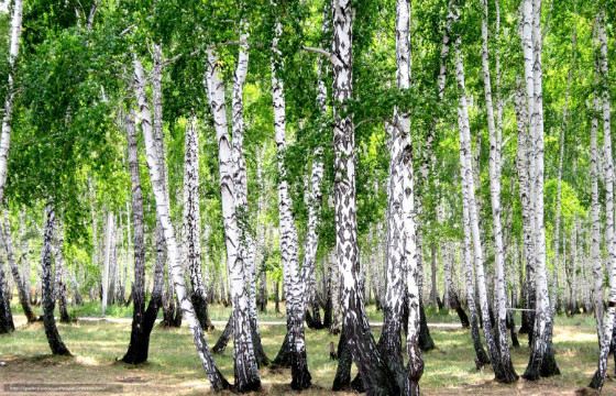 Наши предки верили, что береза отгоняет злых духов