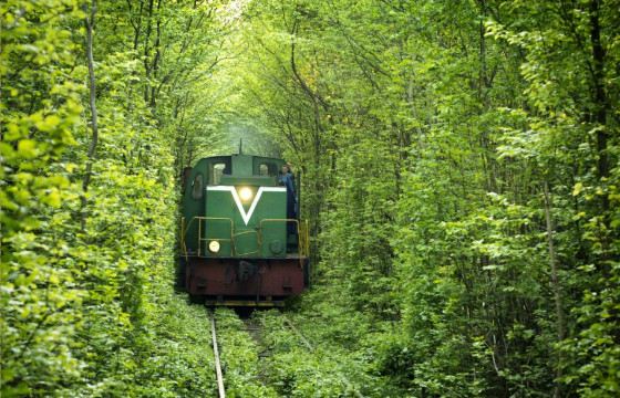 Заросший тоннель удивительно красив Заросший тоннель удивительно красив