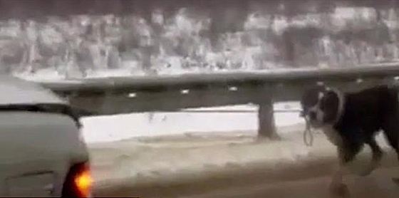 Живодеры тащили собаку за машиной по трассе