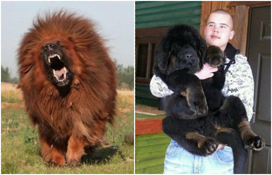 Тибетский мастиф - крупная сторожевая собака Тибетский мастиф - крупная сторожевая собака