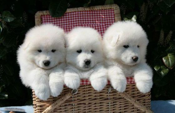 Щенки самоедов похожи на игрушки Щенки самоедов похожи на игрушки