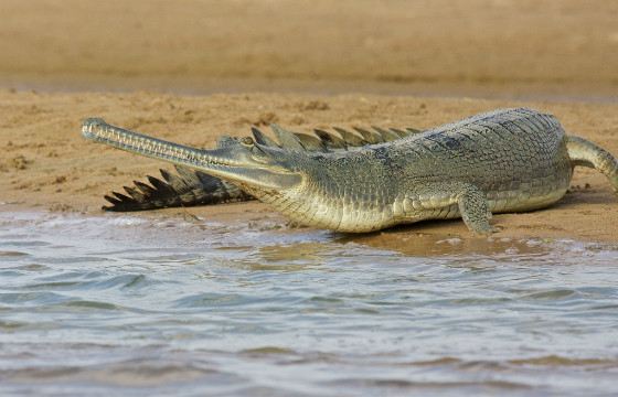 Из всех крокодилов гавиалы больше всего проводят времени в воде Из всех крокодилов гавиалы больше всего проводят времени в воде