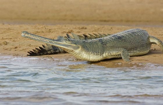 Из всех крокодилов гавиалы больше всего проводят времени в воде