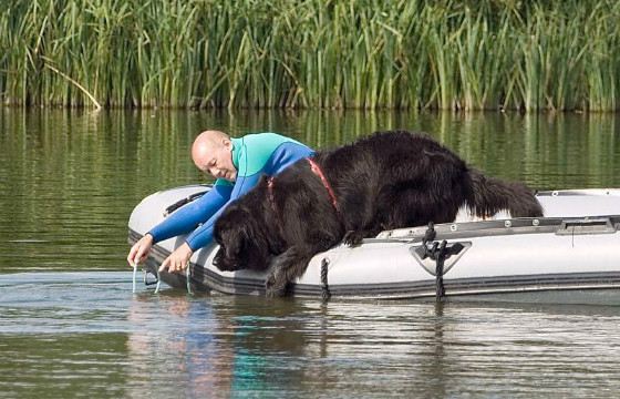 Ньюфаундленды спасают утопающих