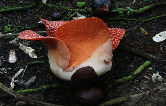 Раскрывающийся бутон Раффлезии Арнольди Раскрывающийся бутон Раффлезии Арнольди