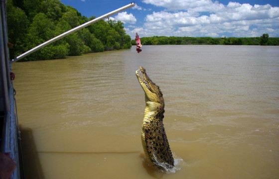 Крокодилы легко выпрыгивают из воды